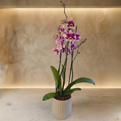 Purple Majesty Orchid