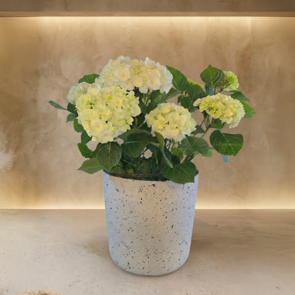 Purest Pearl Hydrangea