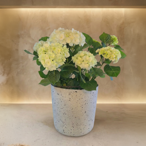 Purest Pearl Hydrangea