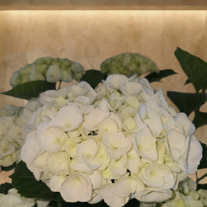Purest Pearl Hydrangea