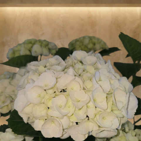 Purest Pearl Hydrangea