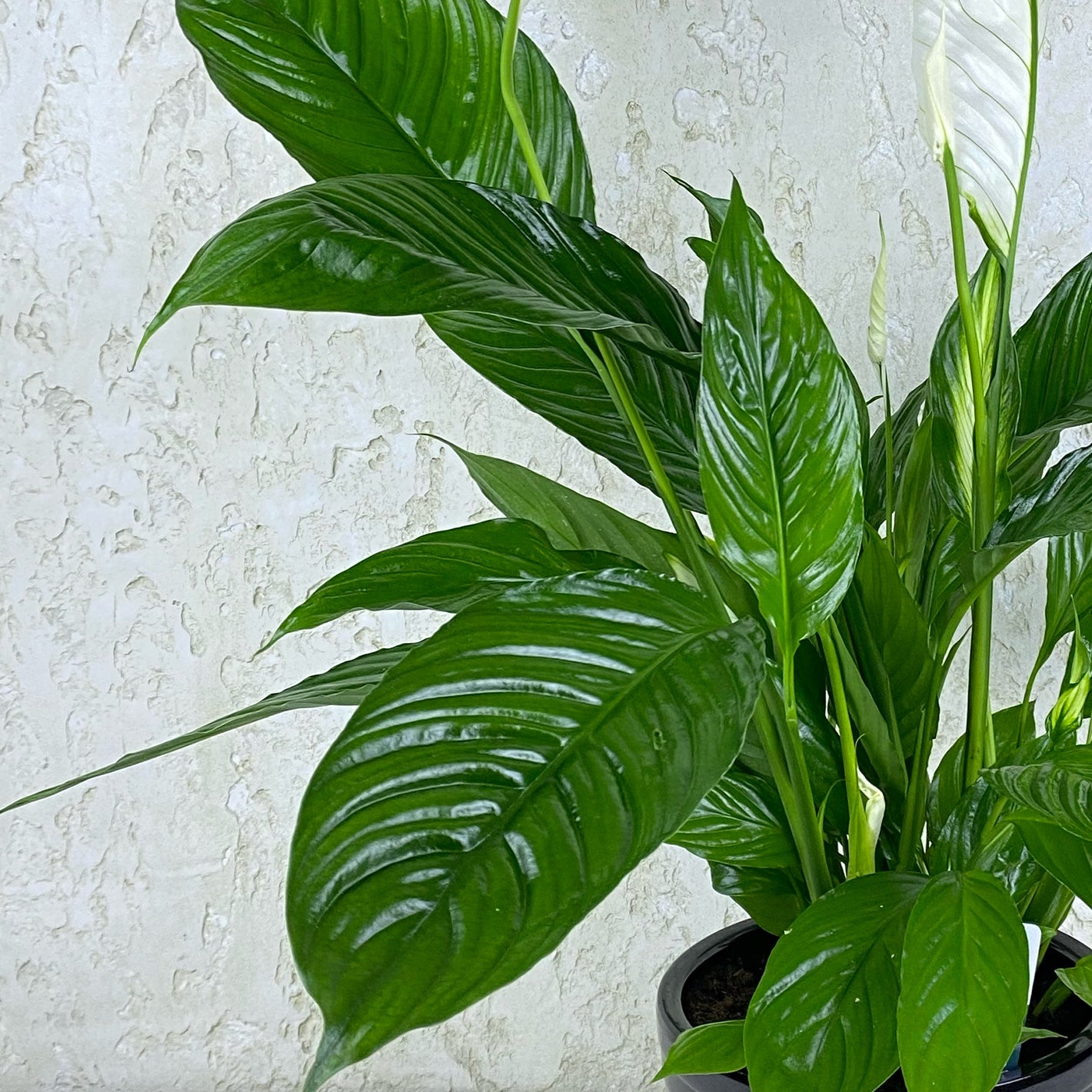 Peace Lily