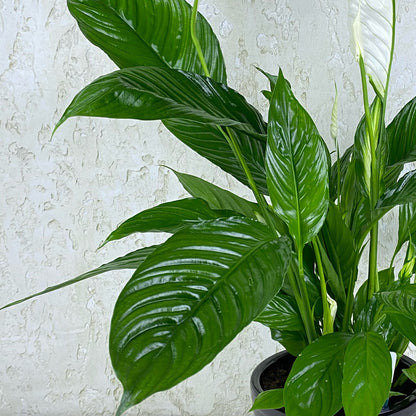Peace Lily