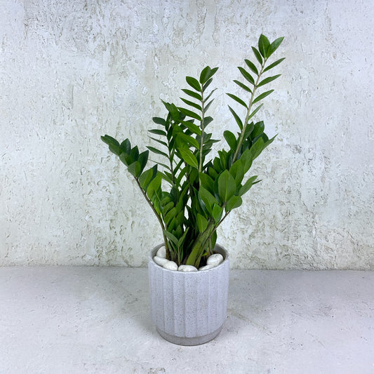 ZZ Plant