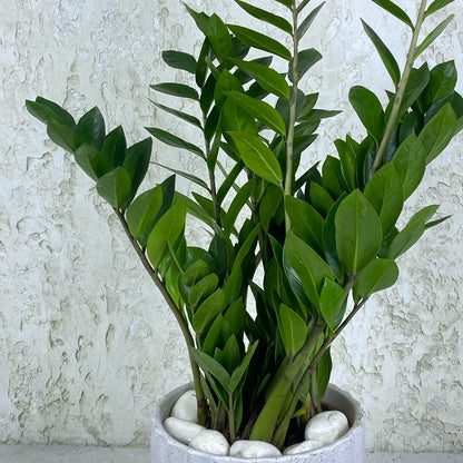 ZZ Plant