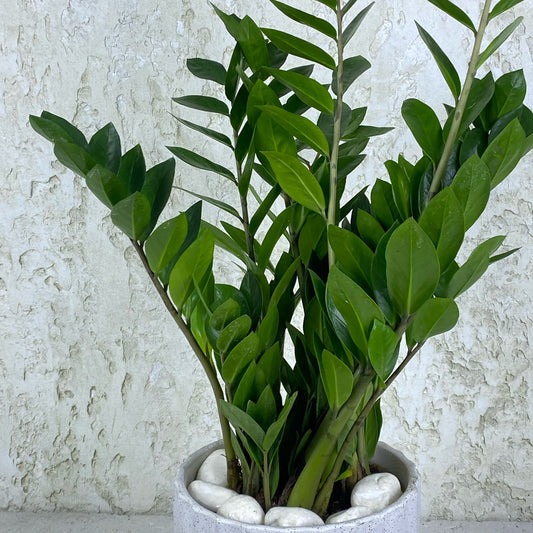 ZZ Plant
